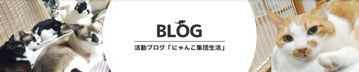 活動ブログ「にゃんこ集団生活」