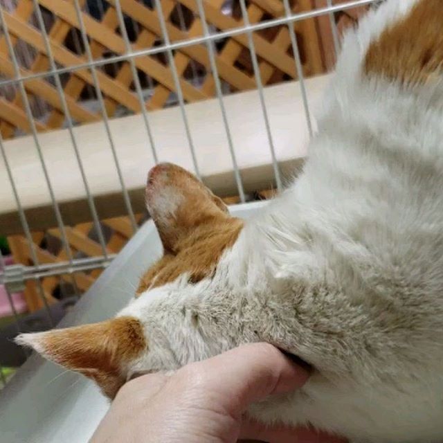 ・・・ドキドキしていた親子さんですが、一夜明けてだいぶ落ち着いてきました ・甘える姿が切なくて、どんなに寂しかったろうと胸が痛くなります。 ・・お母さんの『ふー』ちゃんはかなりの血尿で娘の『ちび』ちゃんは頻尿。 ・膀胱炎かな.......お外、寒かったもんね....... ・#猫 #ねこ #ネコ #cats #猫部 #ネコ部 #ねこ部 #にゃんすたぐらむ #保護猫 #保護猫施設 #猫シェルター #アニマルサードアイズ #animal3rdeyes #高齢猫 #安らぎある #終の棲み処 を #目指して #いつもありがとう 