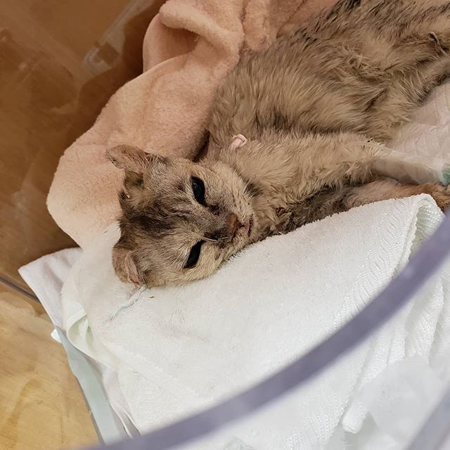 ・・・昨日、診察のために病院へ向かった『クーバー』ﾁｬﾝ。施設では酸素室で過ごしていたこともあって、移動中は様子を確認できるように助手席に。 ・・まもなく病院へ到着するころ呼吸が困難となり停止状態に.......急いで駆け込み状況を説明するとすぐに対応してくださり一命をとりとめる事ができました。ただ、その後も痙攣を起こしたりと、容態は決してよくありません。・・ご飯も自食ができない状態が続いていて、ここから快復に向かうことはかなり厳しいと感じていますが残された『クーバー』の時間が少しでも穏やかな時間となるように私たちのもとで過ごすためにはどうしたらいいのか何が出来るのかを先生に教えていただきできることを精一杯やっていきたいと現在は施設内に帰宅し、時折大きな目でこちらをパチクリ観察しています。 ・・クーバーﾁｬﾝ。ゆっくりゆっくりね。#猫 #ねこ #ネコ #cats #猫部 #ネコ部 #ねこ部 #にゃんすたぐらむ #保護猫 #保護猫施設 #猫シェルター #アニマルサードアイズ #animal3rdeyes #高齢猫 #安らぎある #終の棲み処 を #目指して #いつもありがとう 