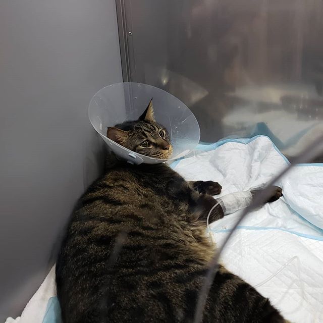 ・・・ 『ルナ』『田中チャン』『ゆーみん』診察のため病院へ 今朝緊急入院をした『わさび』にも会ってきました。みんな頑張ってます。こんなに頑張っているんだもん。神様、どうかこの子達にご褒美をください#猫 #ねこ #ネコ #cats #猫部 #ネコ部 #ねこ部 #にゃんすたぐらむ #保護猫 #保護猫施設 #猫シェルター #アニマルサードアイズ #animal3rdeyes #高齢猫 #安らぎある #終の棲み処 を #目指して #いつもありがとう