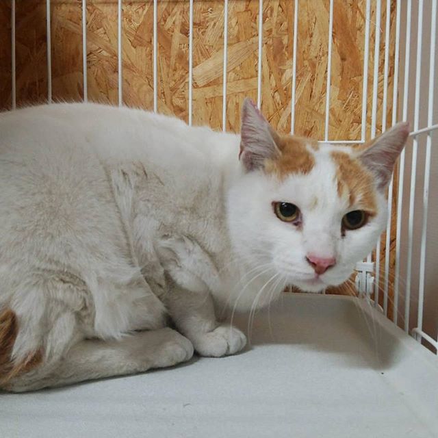 ・・・取り急ぎ、ご報告します。・先日の「無かったことにしてくれ。」と終わった相談の親子猫さん。 ・無事に保護しました。 ・この子達のことを少しでも想ってくれる親戚の方がいてよかった。。。 ・・お母さんの『ふー』ﾁｬﾝ＆娘の『ちび』ﾁｬﾝです。・・・#猫 #ねこ #ネコ #cats #猫部 #ネコ部 #ねこ部 #にゃんすたぐらむ #保護猫 #保護猫施設 #猫シェルター #アニマルサードアイズ #animal3rdeyes #高齢猫 #安らぎある #終の棲み処 を #目指して #いつもありがとう 