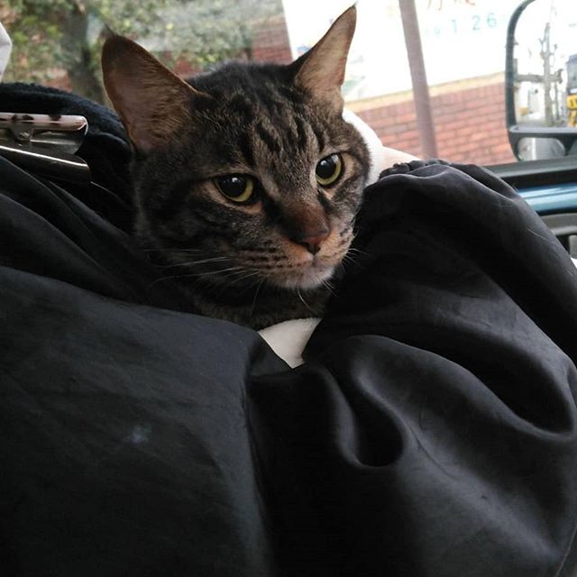 ・・・朝ごはんを配膳中のKが『わさび』の異変に気付いて走って報告にきました。 ・ 「立てない」 ・急いで『わさび』の様子を確認してみると、後ろ足は両足共に冷たく明らかに血が通ってない様子。 ・血栓の疑いです。 ・時間が経てば経つほど命の危険が迫ってくる病気。診察時間はまだまだ先だけど、藁をもすがる思いで病院へ電話をしました。 ・早朝にも関わらず対応してくださった先生の声を聞いて、焦っていた気持ちが少しだけホッとしました。 ・現在、先生のもとに『わさび』を預けお願いしています。どうかどうか元気な『わさび』が戻ってきますように。がんばれ！わさび！！先生！いつもありがとうございます！わさびをよろしくお願いします ・ ・ 【新しいサポーター制度を設立しました】A3Eには特別な治療や介護ケアを必要とする子が数多く暮らしています。そんなみんなが穏やかに暮らす毎日はサポートしてくださるみなさまのお力が支えです。ぜひA3Eサポーターさんになってみんなの笑顔ある毎日を支えてください。詳しくはホームページの❝ご寄付のお願い❞をご参照いただけますと幸いです。よろしくお願いいたします！ ・ ・※これまでクレジットカード決済での継続ご支援をしてくださっているみなさまもそのまま新規設立したサポーターさんとなりますので、ご希望の方には会員証と会報誌を郵送させていただきます。お受け取りご希望の方はお手数ですがお問い合わせフォームよりご連絡を頂けますと助かります。 ・#猫 #ねこ #ネコ #cats #猫部 #ネコ部 #ねこ部 #にゃんすたぐらむ #保護猫 #保護猫施設 #猫シェルター #アニマルサードアイズ #animal3rdeyes #高齢猫 #安らぎある #終の棲み処 を #目指して #いつもありがとう #心筋症 #血栓症 